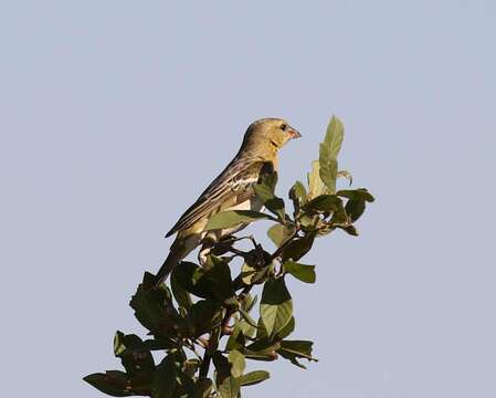 Image of African Masked Weaver