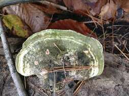 Image of Trametes gibbosa (Pers.) Fr. 1838