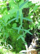 Image of Downy Willowherb