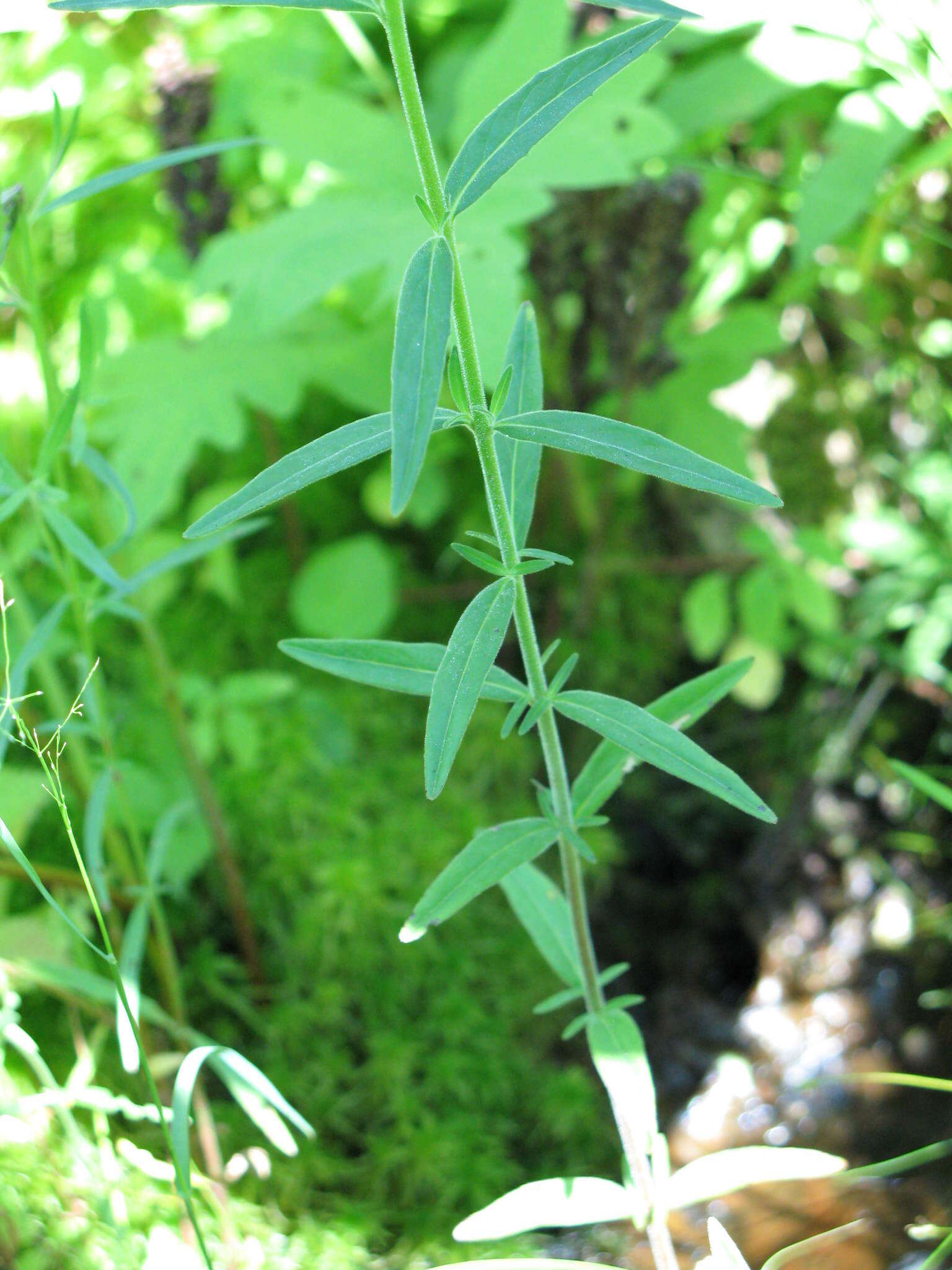 Image of Downy Willowherb