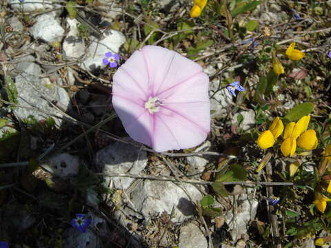 Image of Elegant Bindweed