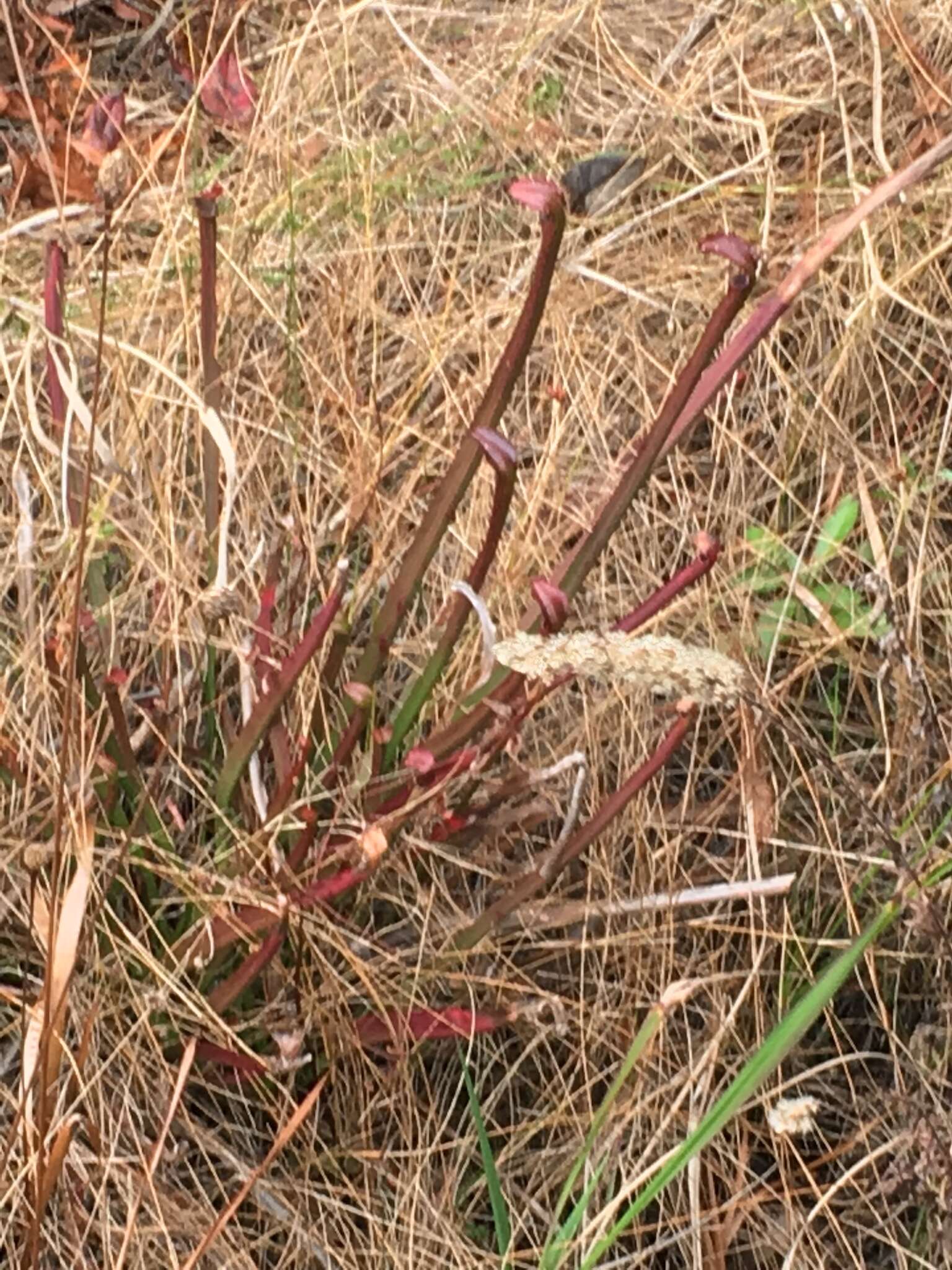 Image of Gulf pitcherplant