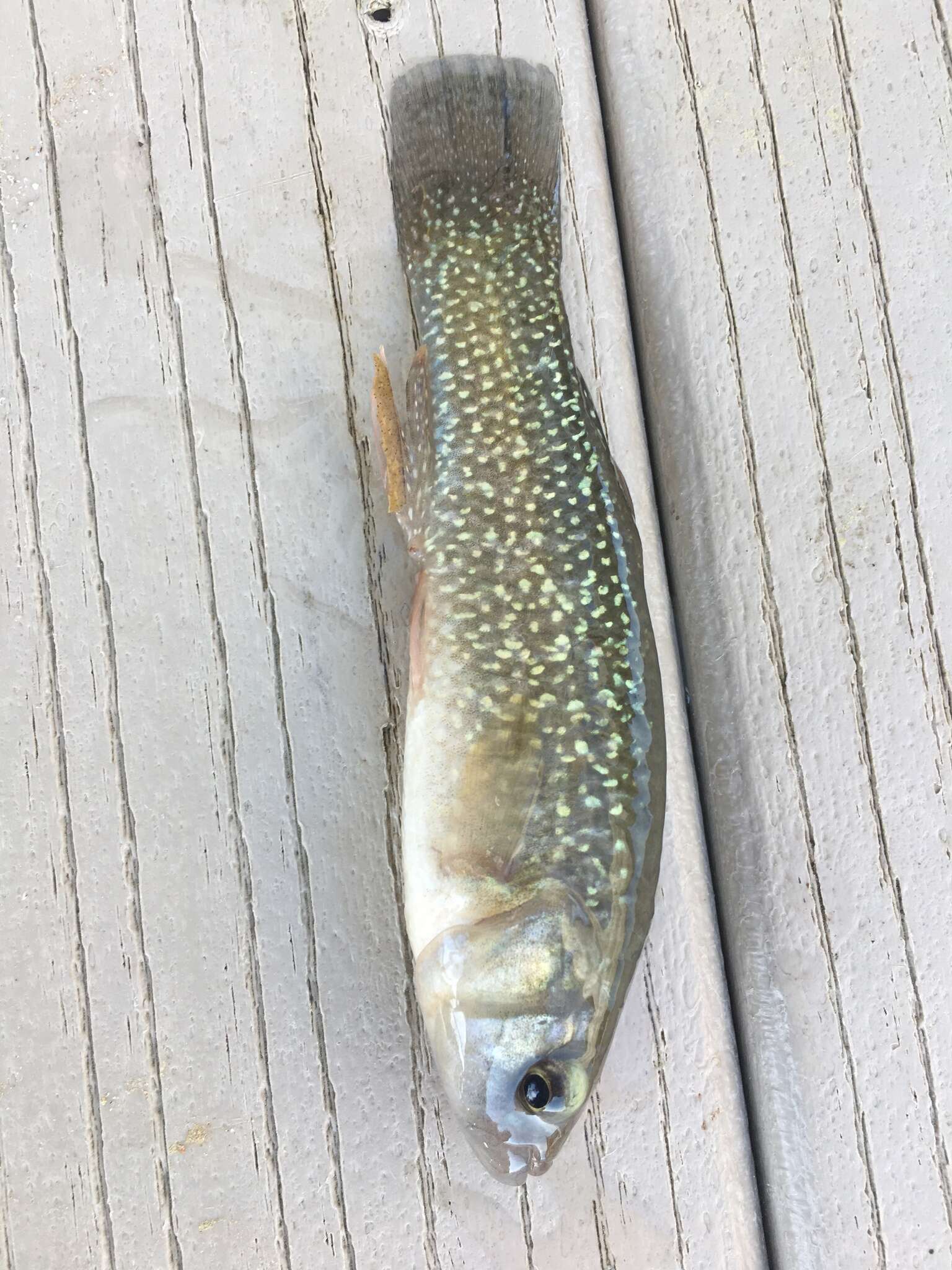 Image of Gulf Killifish