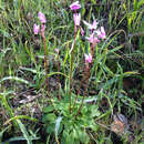 Plancia ëd Dodecatheon hendersonii subsp. hendersonii