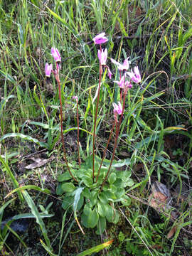 Plancia ëd Dodecatheon hendersonii subsp. hendersonii