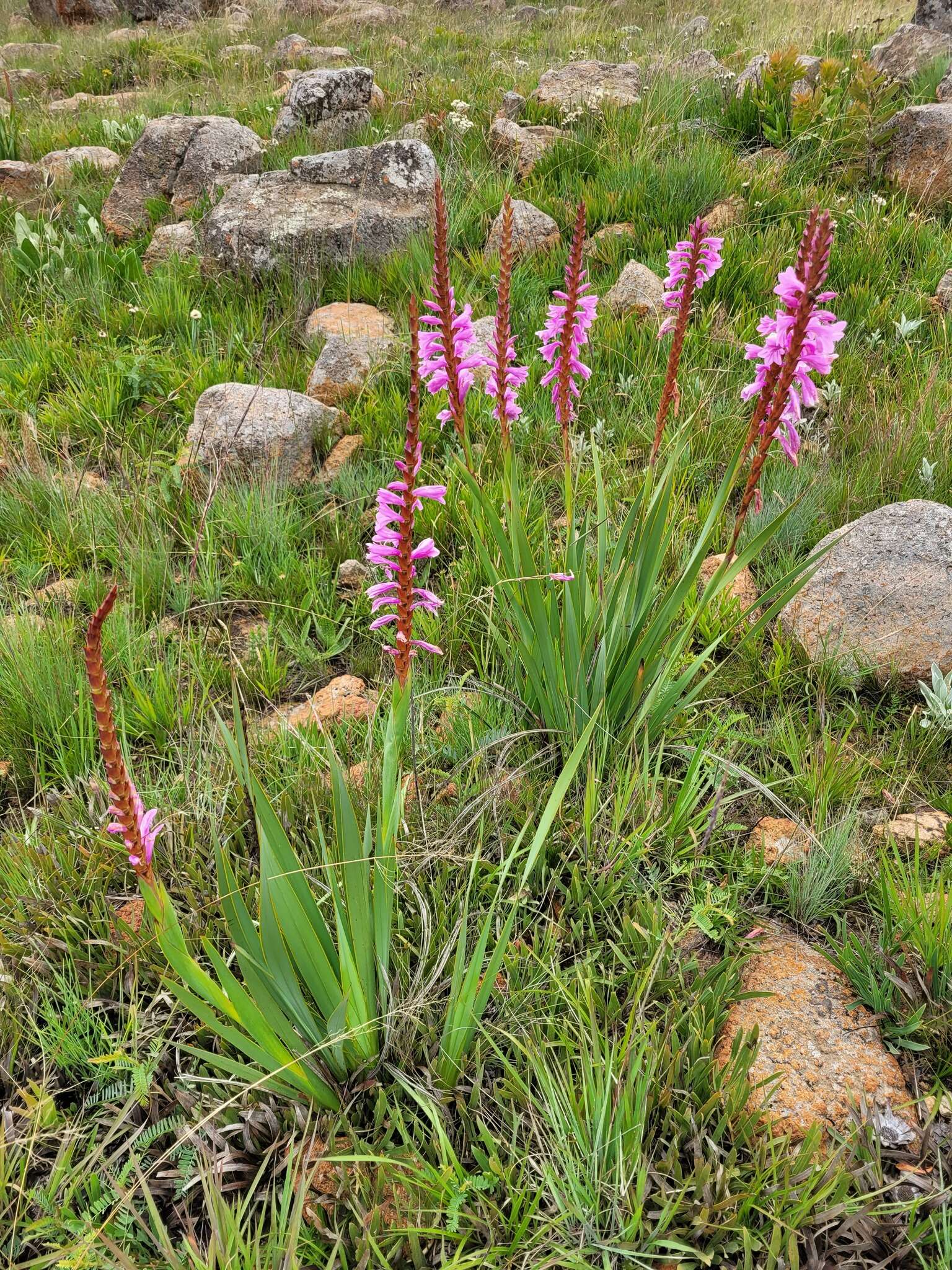 Imagem de Watsonia pulchra N. E. Br. ex Goldblatt