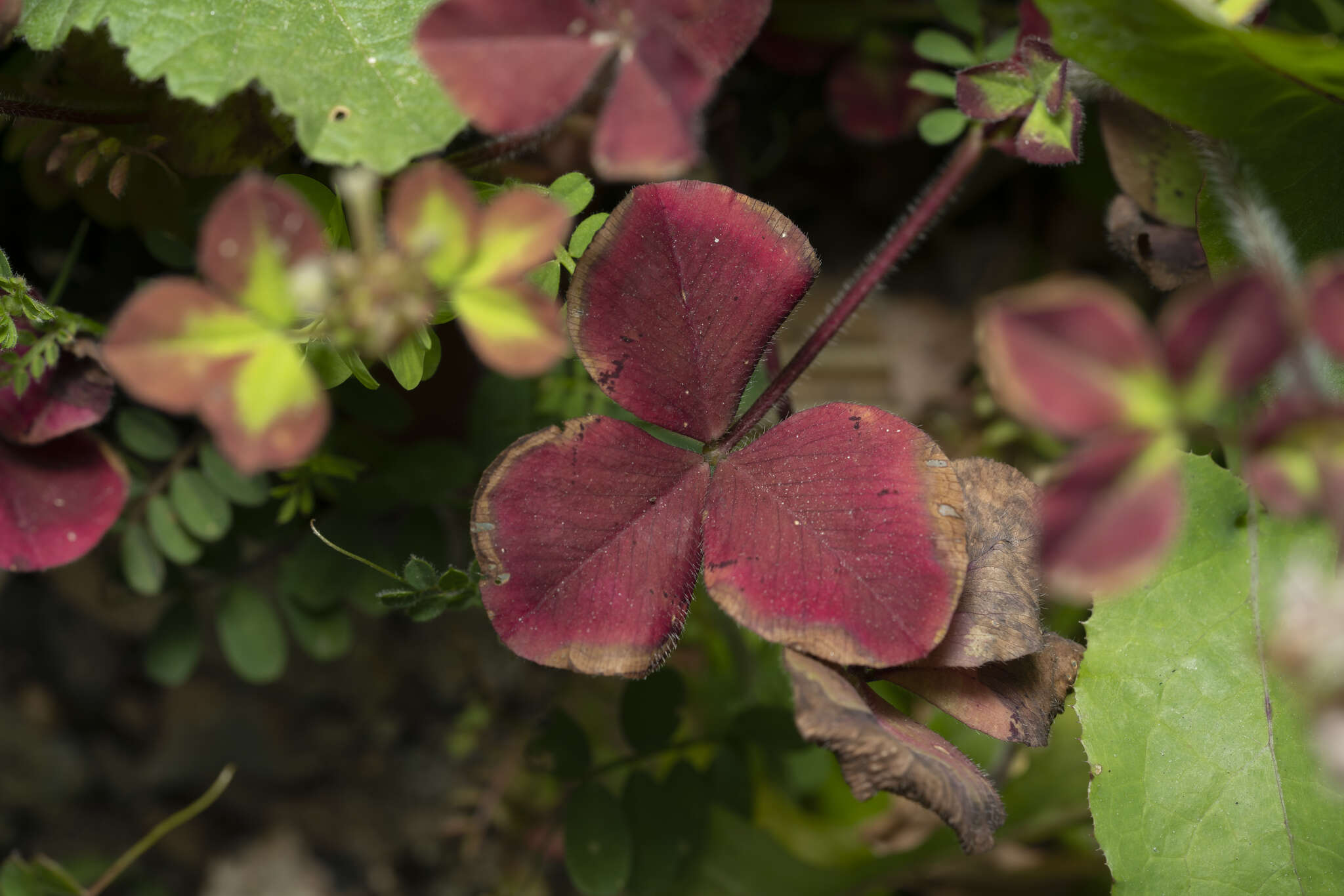 Image of shield clover