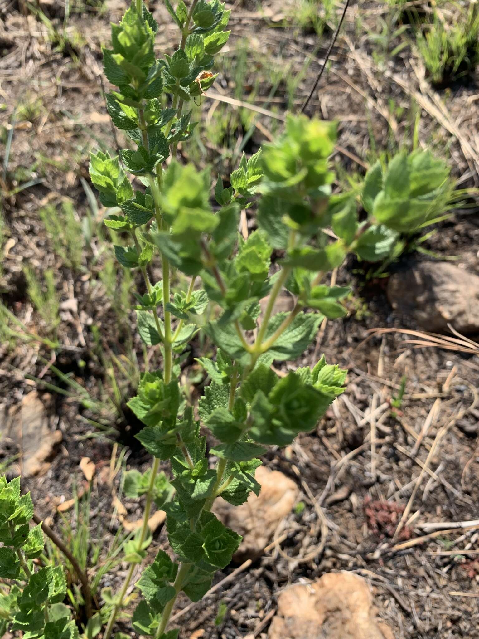 Image de Syncolostemon transvaalensis (Schltr.) D. F. Otieno