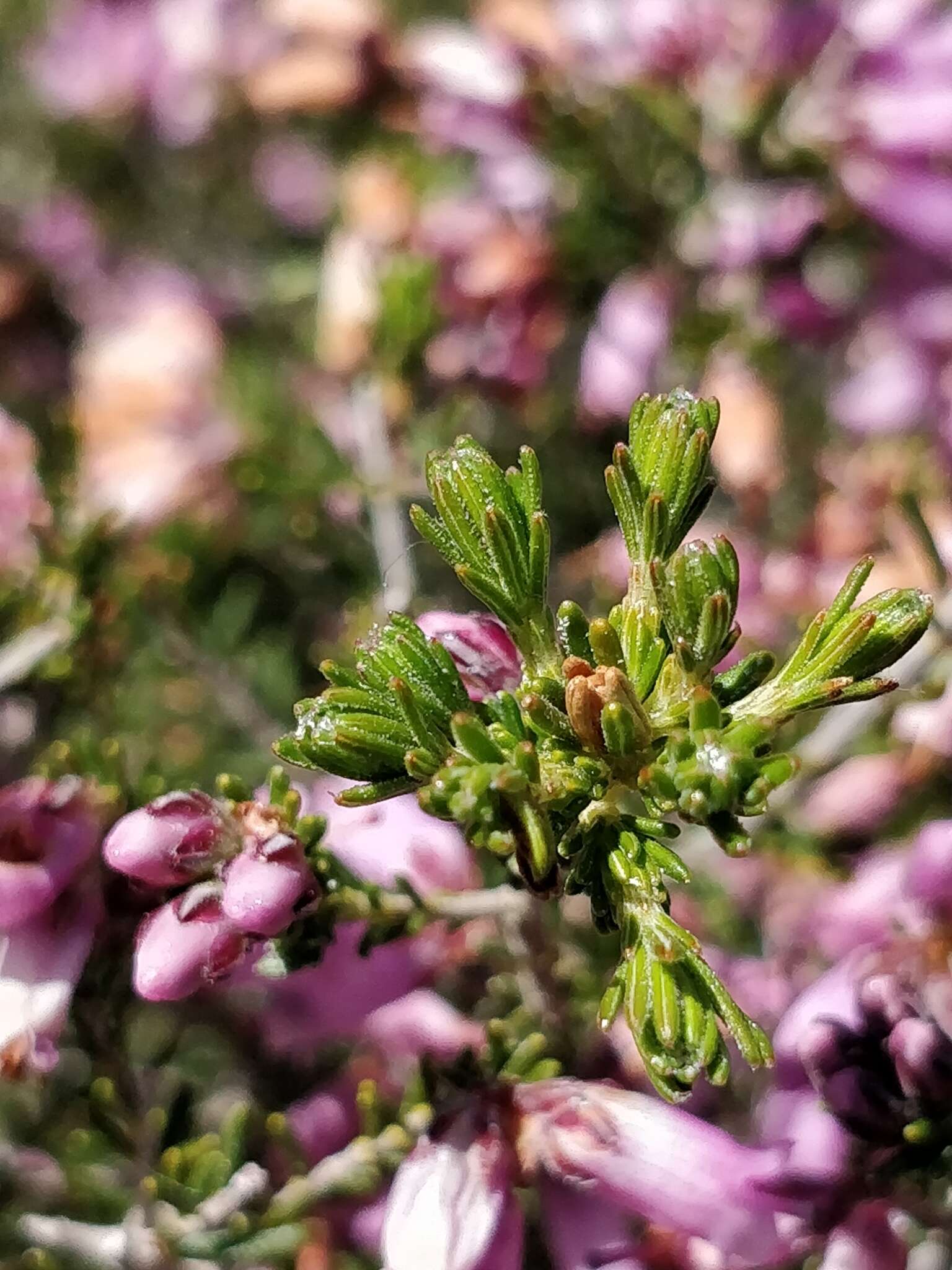 Image of Erica australis L.