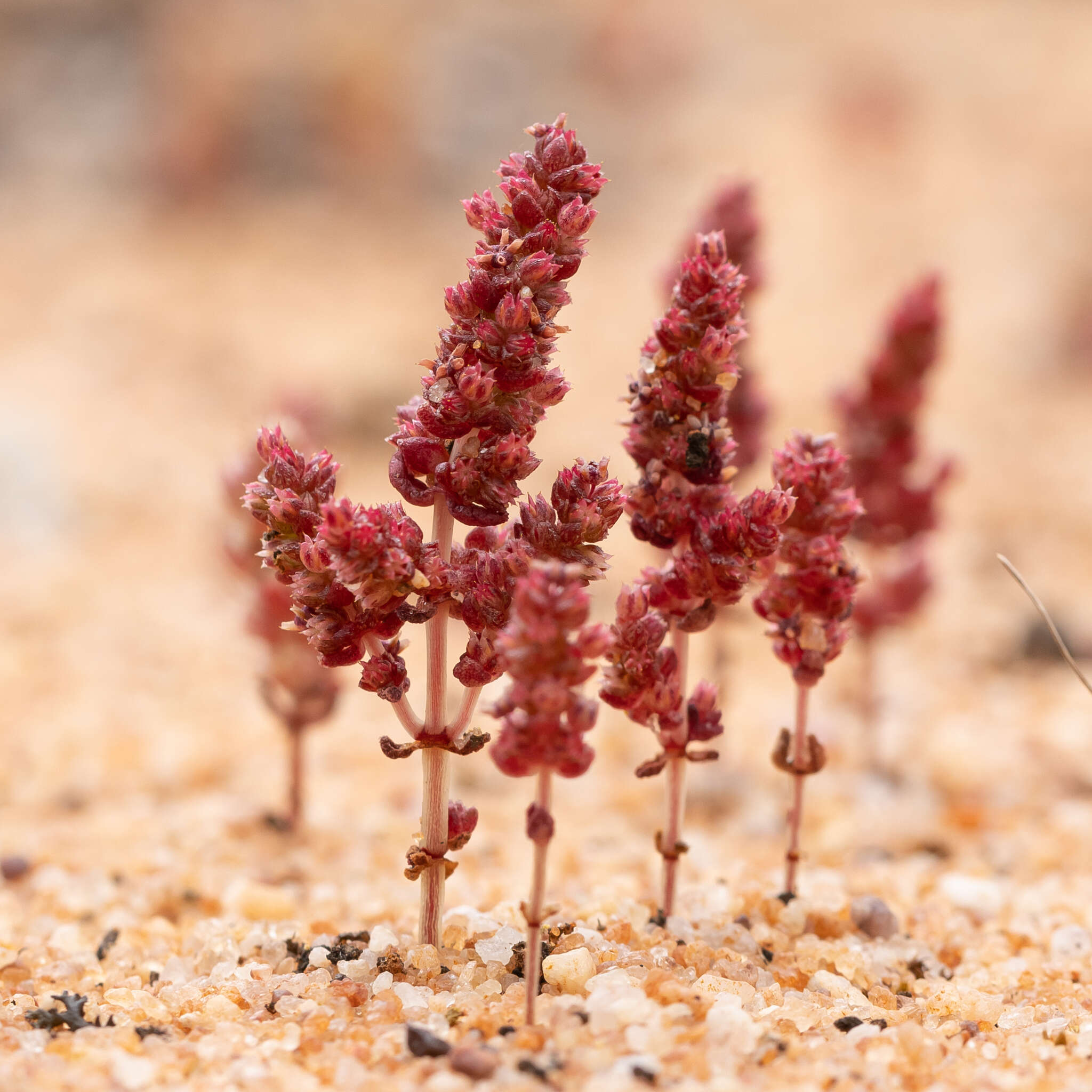 Image of Pygmyweed