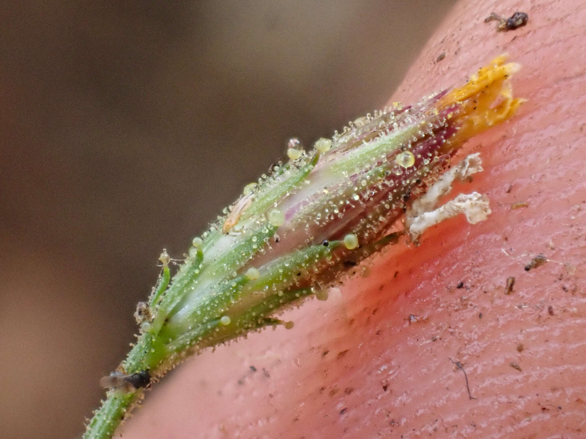 Plancia ëd Benitoa occidentalis (H. M. Hall) Keck