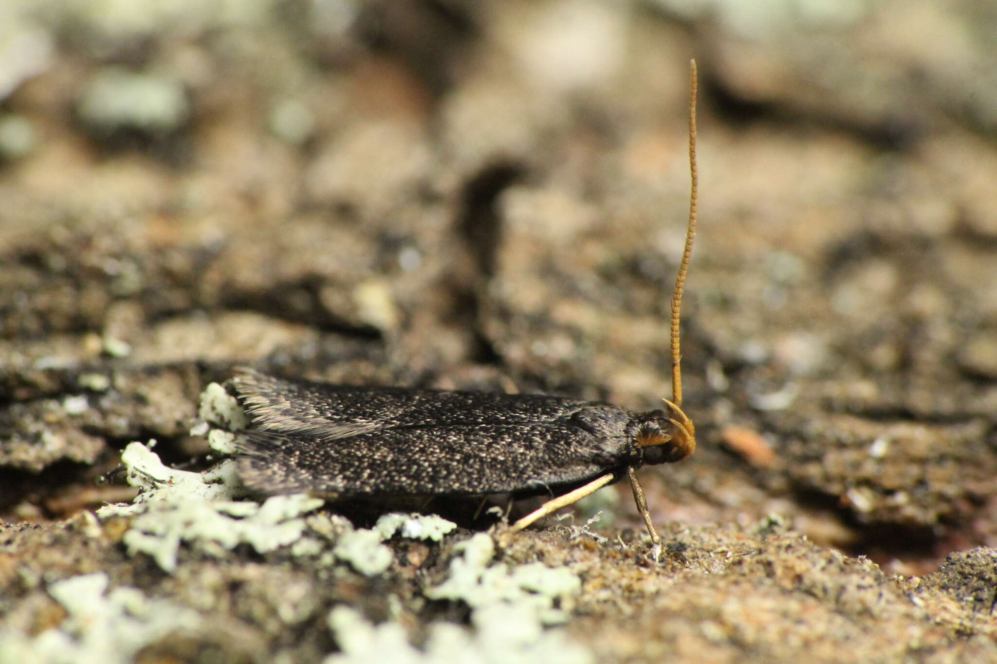 Image of Lecithocera micromela Lower 1897