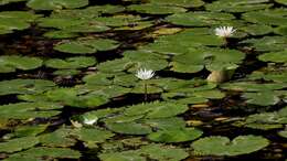 Image de Nymphaea ampla (Salisb.) DC.