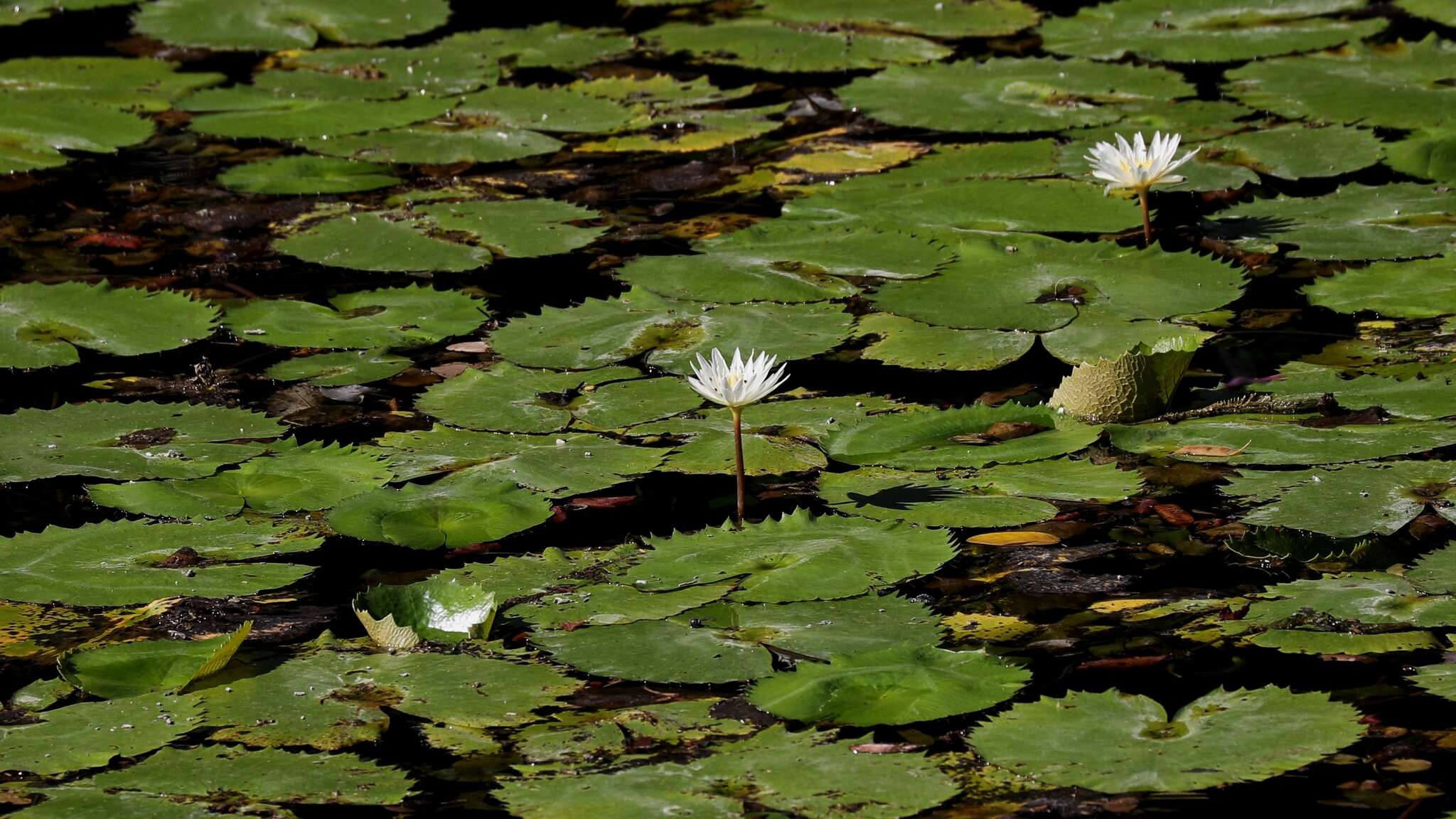 Image de Nymphaea ampla (Salisb.) DC.