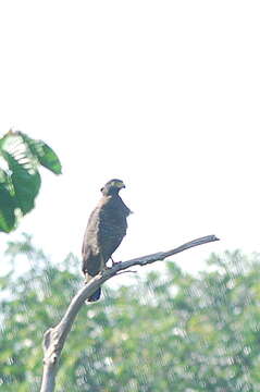 Imagem de Spilornis cheela malayensis Swann 1920