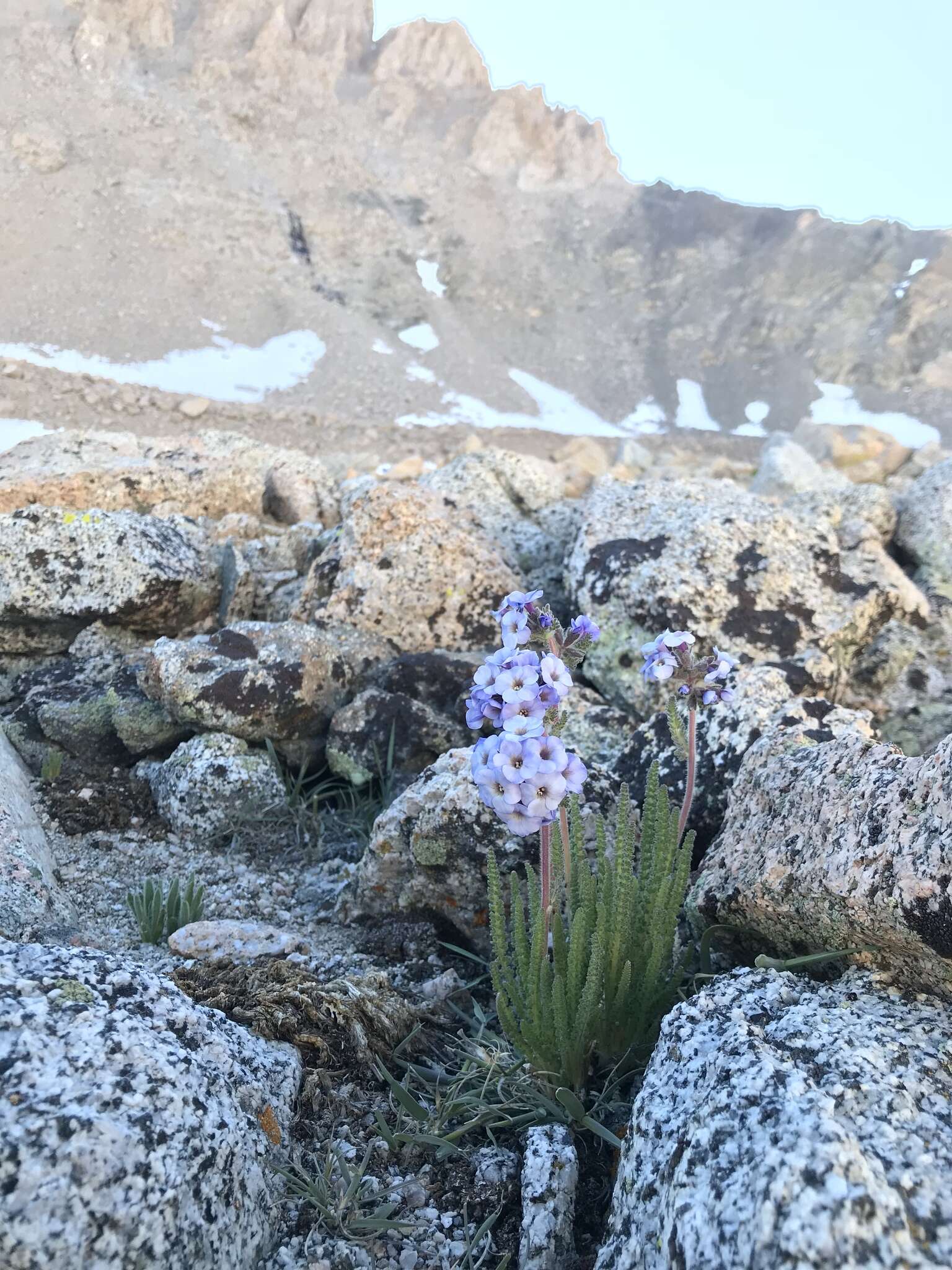 Слика од Polemonium eximium Greene