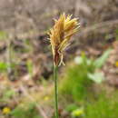 Plancia ëd Carex latisquamea Kom.