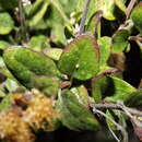 Image of Ageratina calaminthifolia (Kunth) R. King & H. Rob.