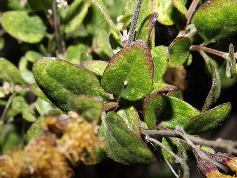 Image of Ageratina calaminthifolia (Kunth) R. King & H. Rob.