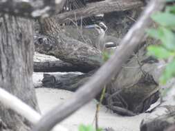 Image of Beach Stone-curlew