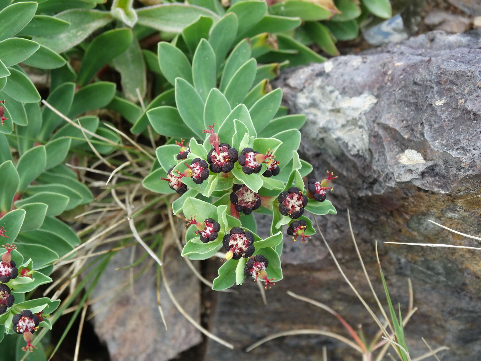 Image of Euphorbia segetalis var. pinea (L.) Lange