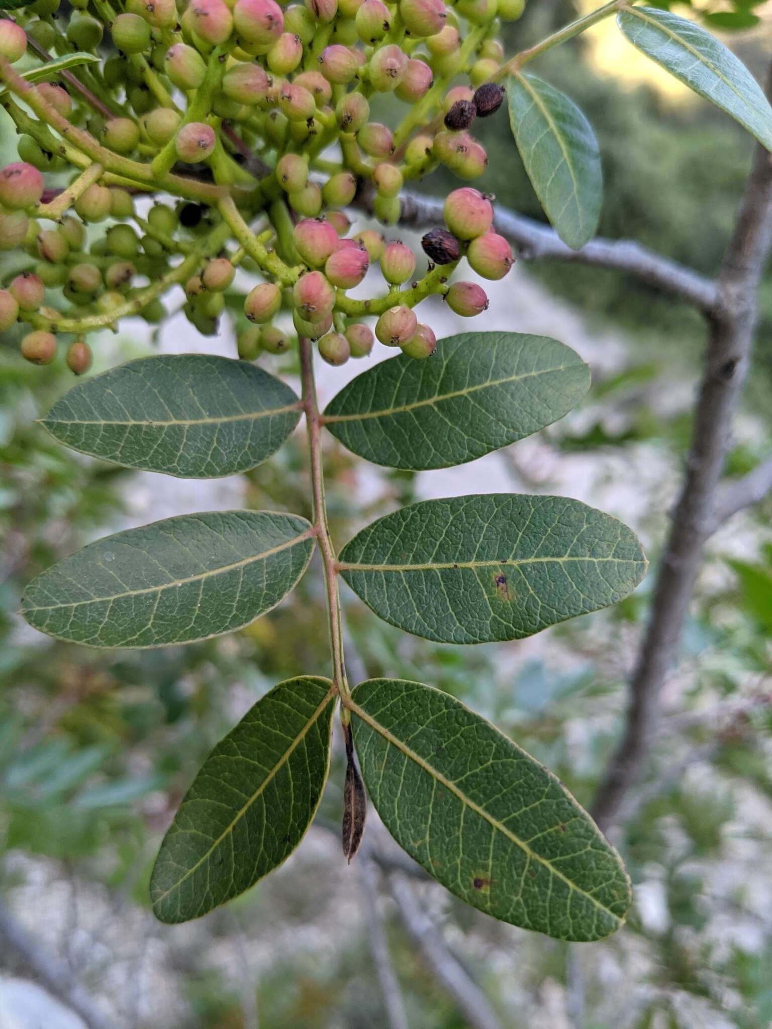 Image of Pistacia saportae Burnat