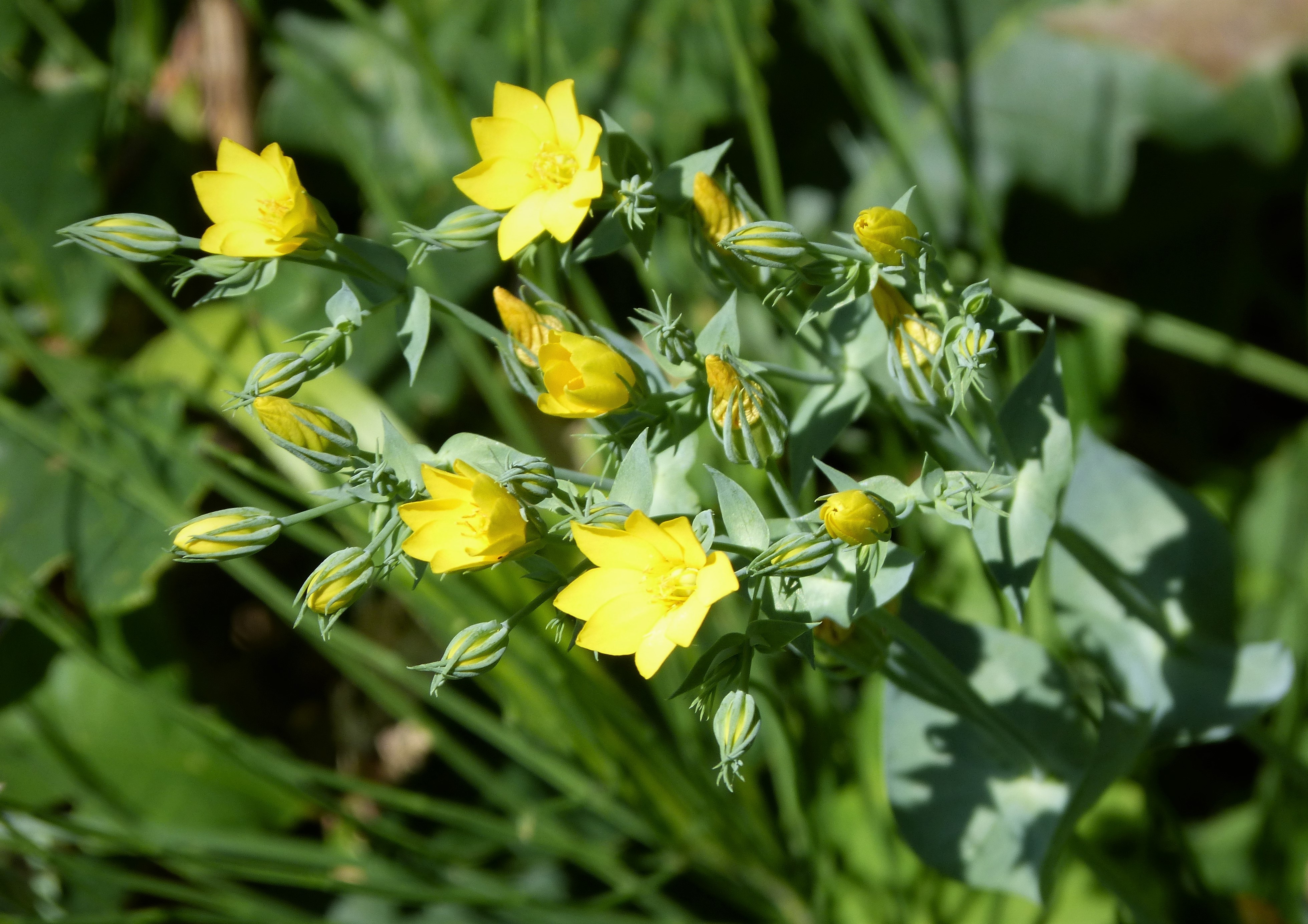 Blackstonia perfoliata (rights holder: gailhampshire)