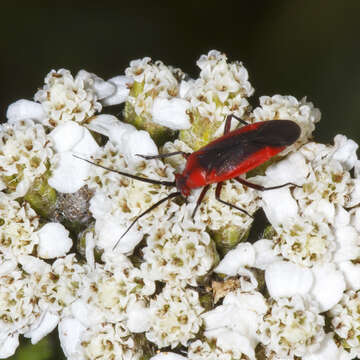 Image of Lopidea instabilis (Reuter 1909)