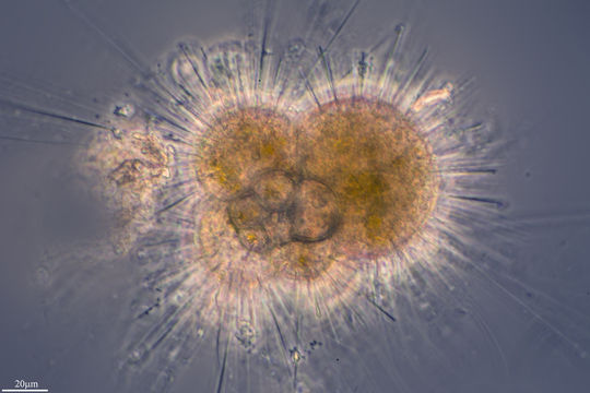 Image of <i>Globigerina bulloides</i> d'Orbigny 1826