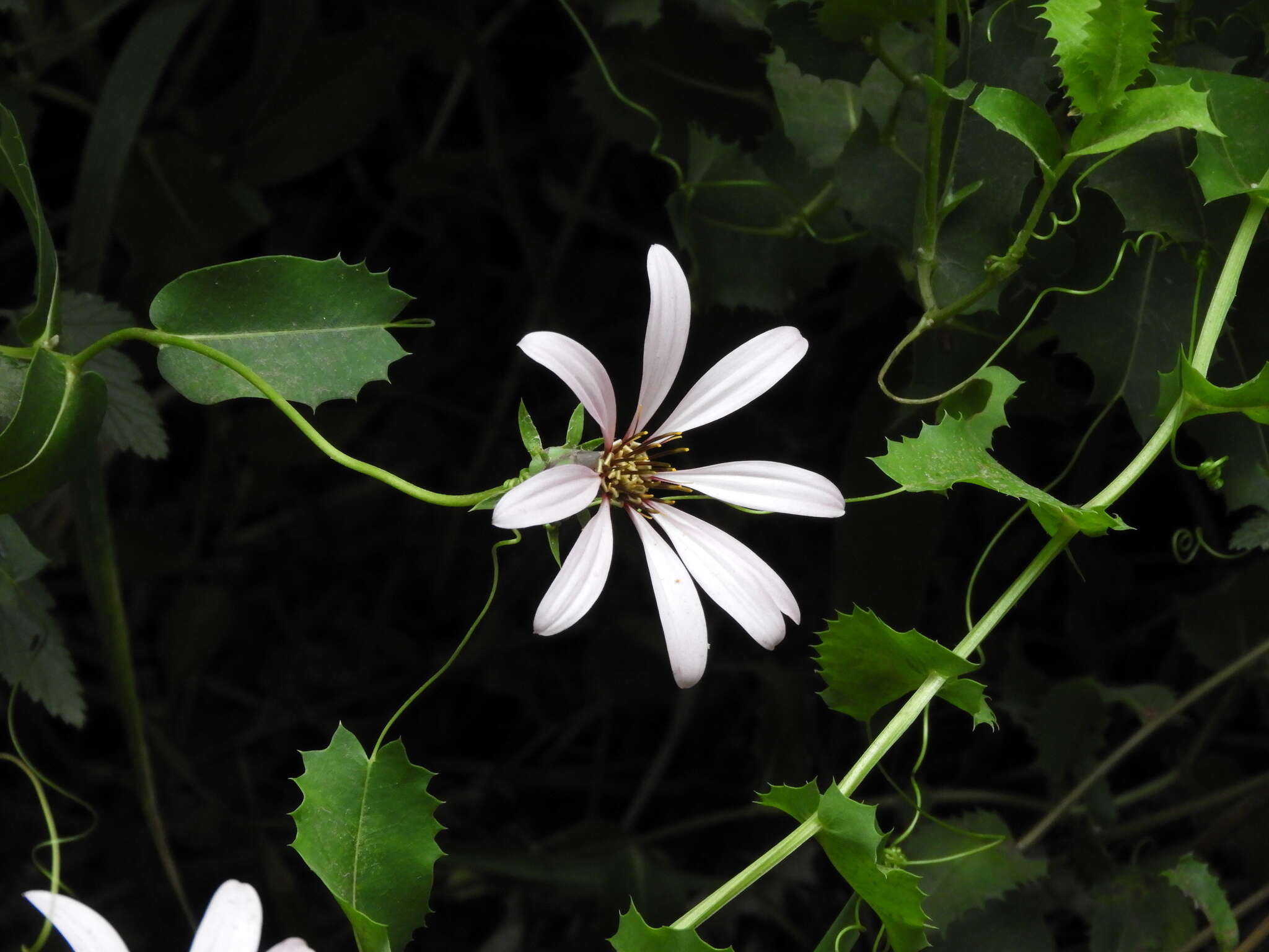 Image of Mutisia spinosa Ruiz & Pav.