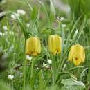 Image of Fritillaria tubaeformis subsp. moggridgei (Boiss. & Reut. ex Planch.) Rix