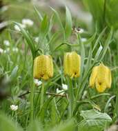 Image of Fritillaria tubaeformis subsp. moggridgei (Boiss. & Reut. ex Planch.) Rix