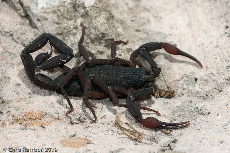 Image of Florida Bark Scorpion