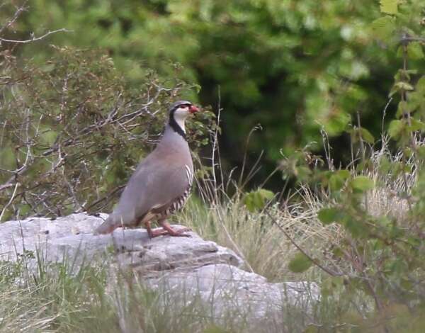 Image of Rock Partridge