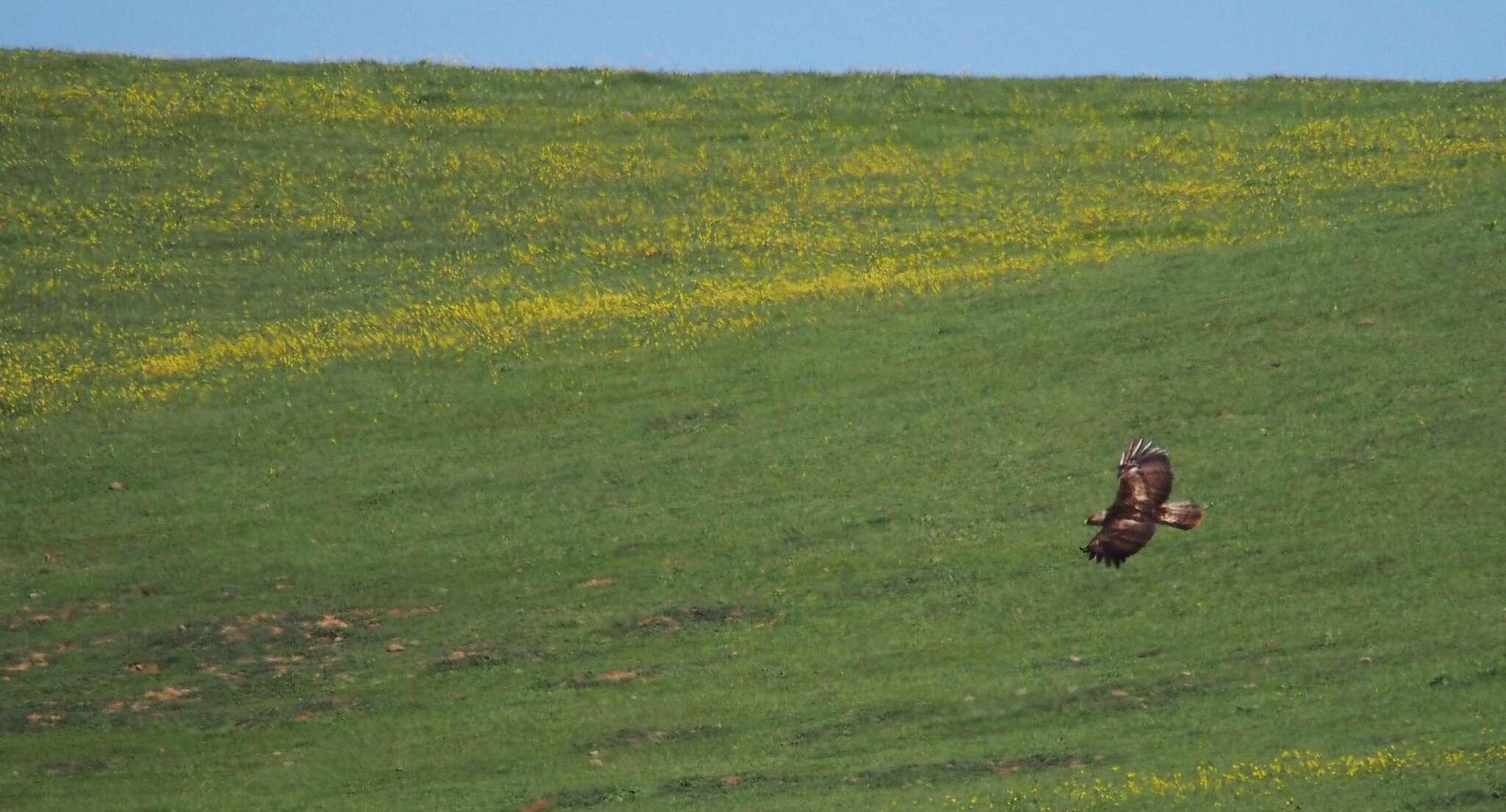 Image of Golden eagle