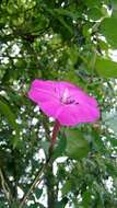 Image of Ipomoea dumosa (Benth.) L. O. Wms.