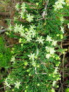 Image of Asparagus burchellii Baker