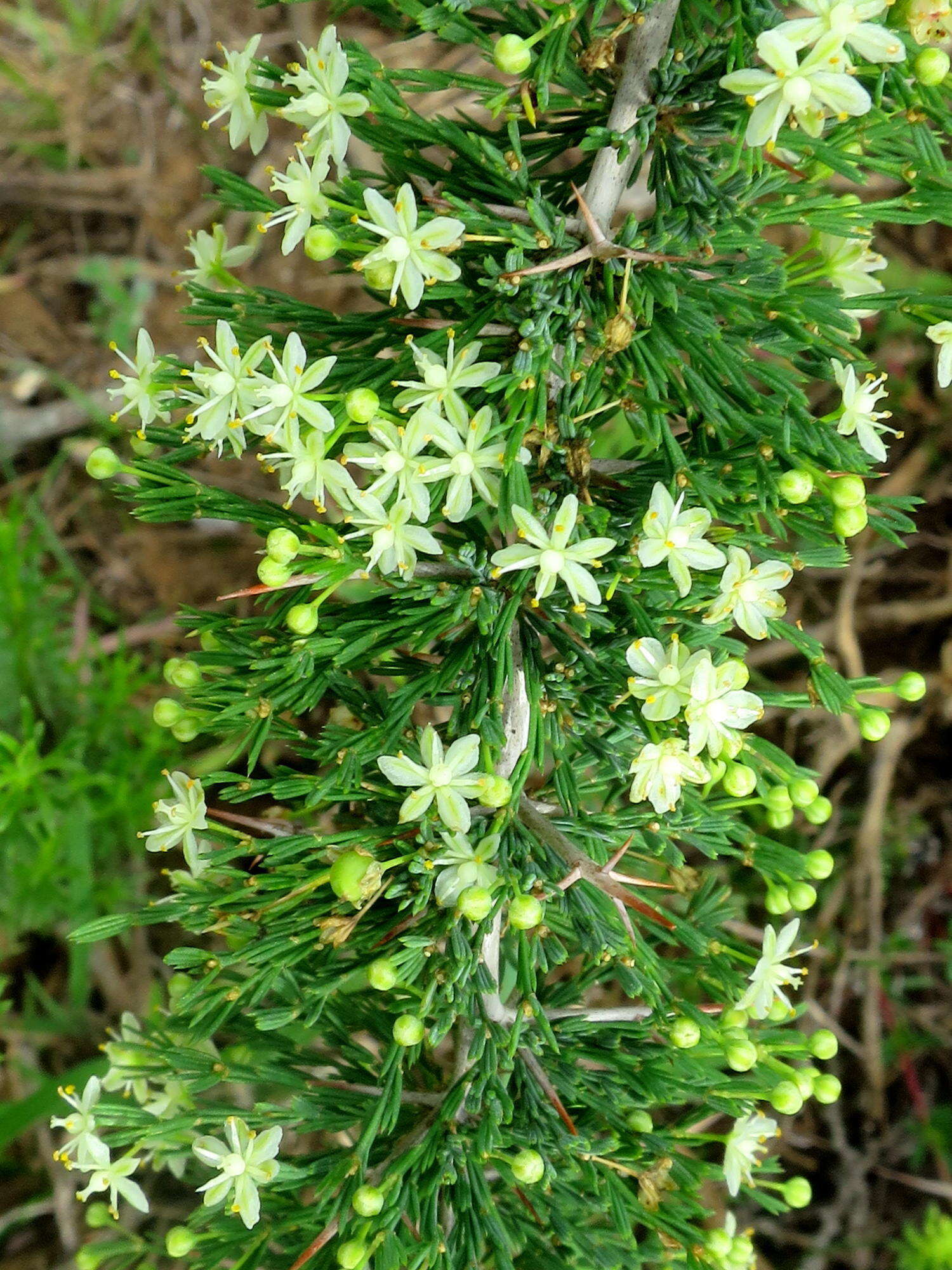 Image of Asparagus burchellii Baker