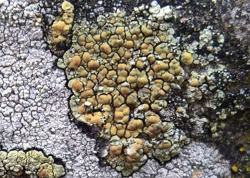 Image of Lecanora sulphurea (Hoffm.) Ach.