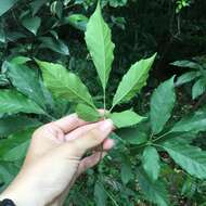 Image of Vitex quinata (Lour.) F. N. Williams