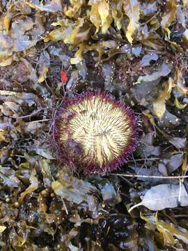 Image of Alexanders sea urchin