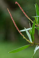 Imagem de Sapium glandulosum (L.) Morong