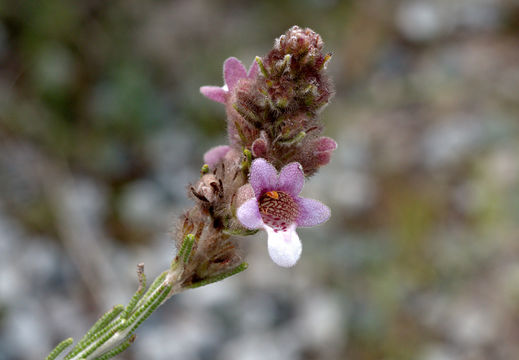 Image of <i>Pityrodia bartlingii</i>