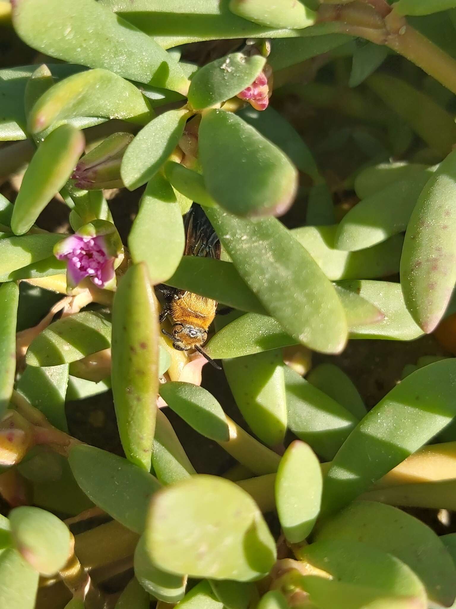 Imagem de Campsomeriella thoracica (Fabricius 1787)