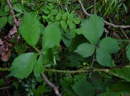 Image of Rubus dentatifolius (Briggs) W. C. R. Watson