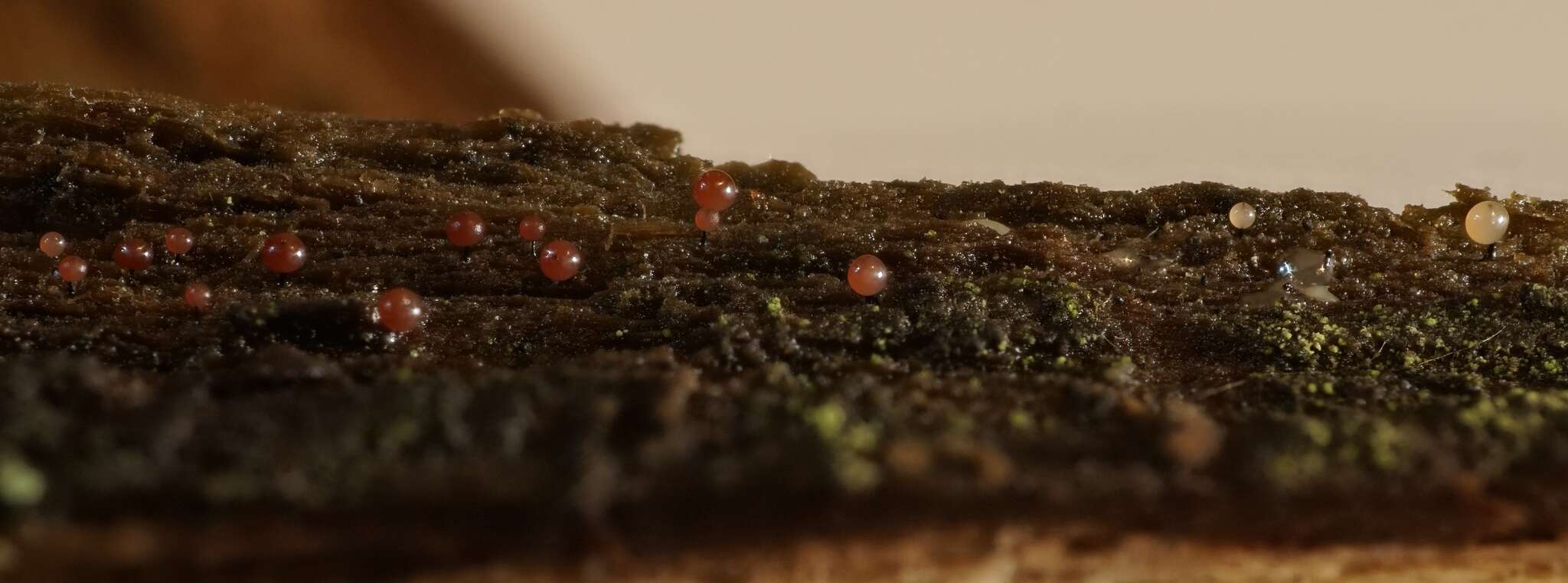 Image of Enerthenema papillatum