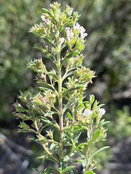 Image of Satureja montana subsp. variegata (Host) P. W. Ball