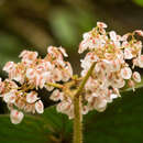 Image of Begonia sychnantha L. B. Sm. & Wassh.