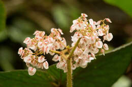 Image of Begonia sychnantha L. B. Sm. & Wassh.