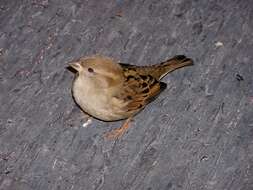 Image of Passer domesticus domesticus (Linnaeus 1758)